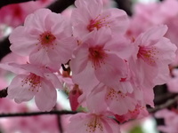 DSCF9712.jpg