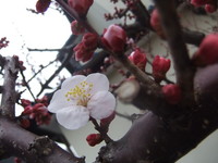 DSCF4927.jpg