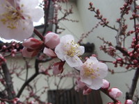 DSCF4926.jpg