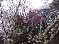 DSCF5020.jpg
