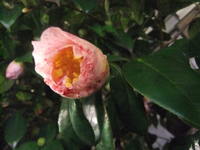 DSCF5584.jpg