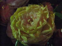 DSCF5619.jpg