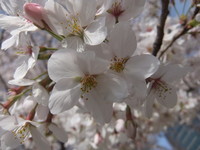 DSCF7142.jpg